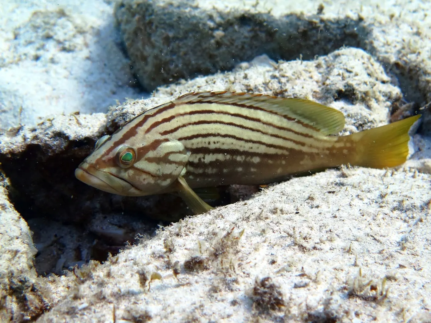 Anfós llis (Epinephelus costae)