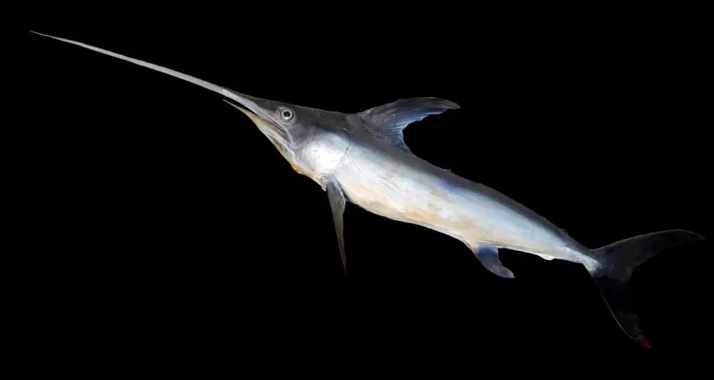 Emperador (Xiphias gladius)