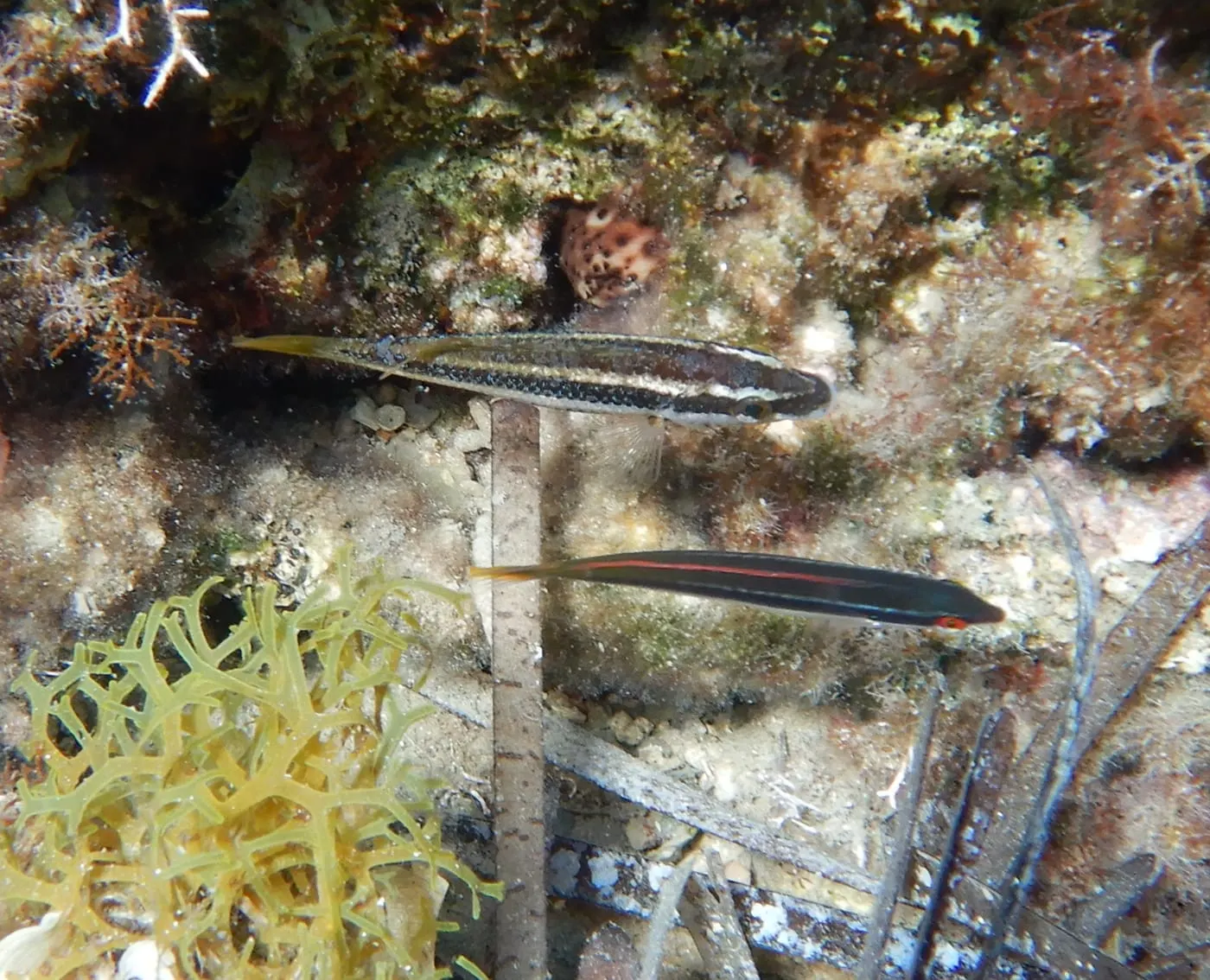 Tord de Doderlein (Symphodus doderleini)