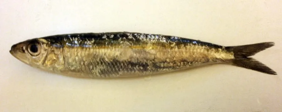 Alatxa (Sardinella aurita)