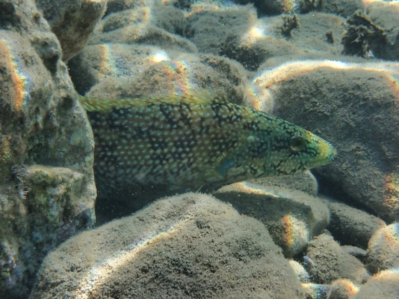 Massot verd (Labrus viridis)