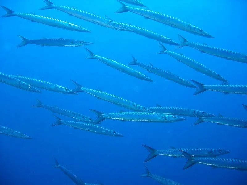 Espet (Sphyraena sphyraena)