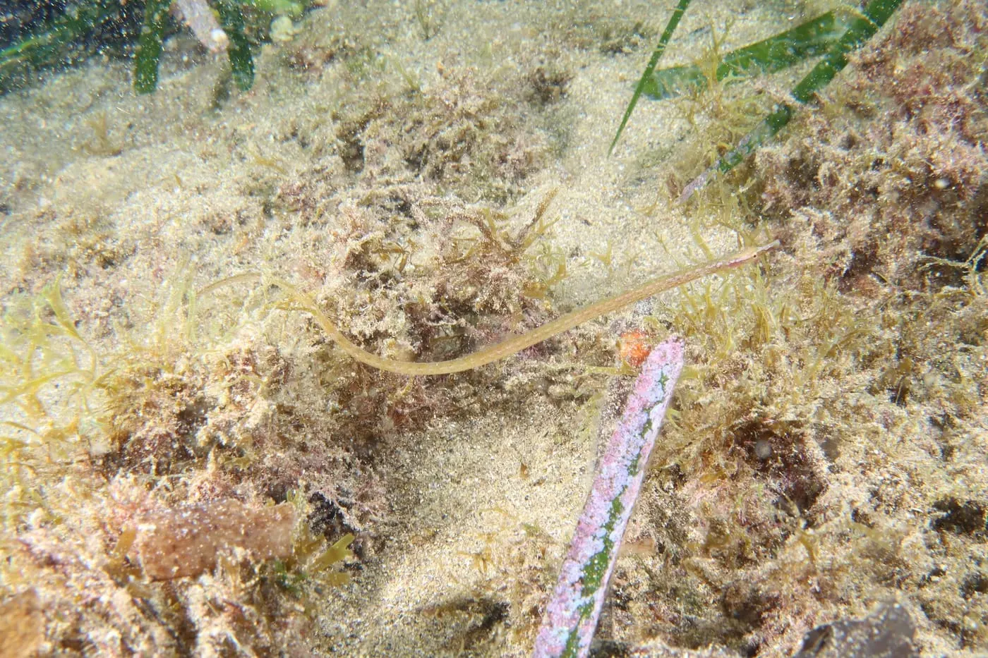 Serpetó (Nerophis maculatus)