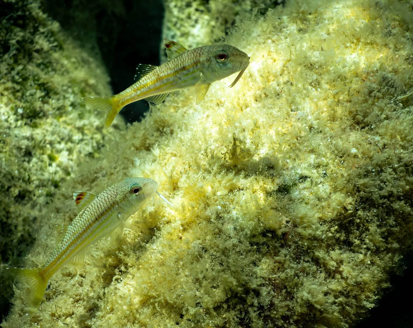 Moll de roca (Mullus surmuletus)