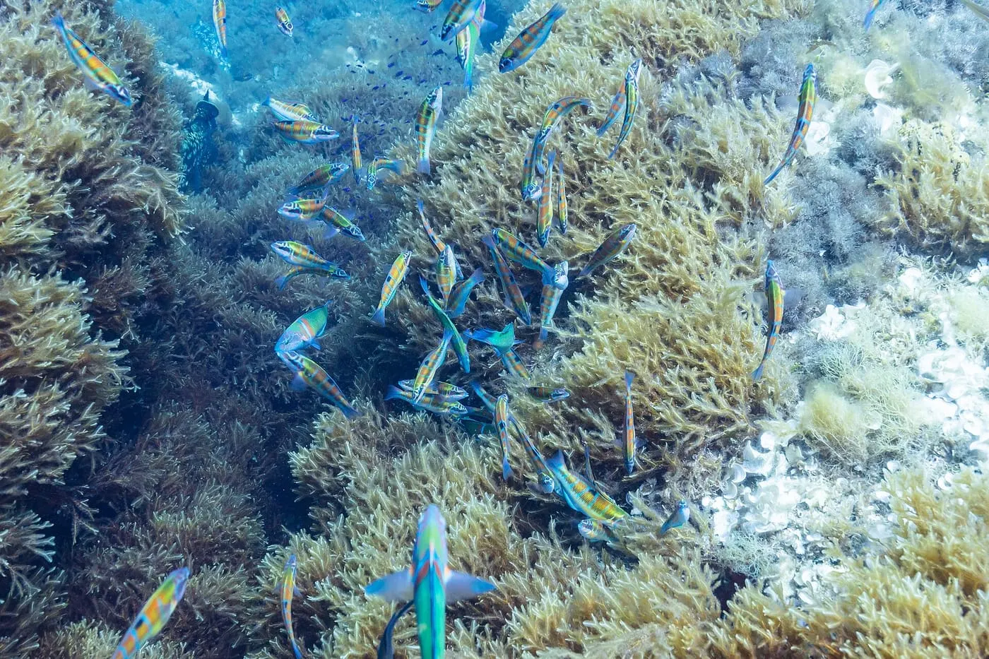 Fadrí (Thalassoma pavo)
