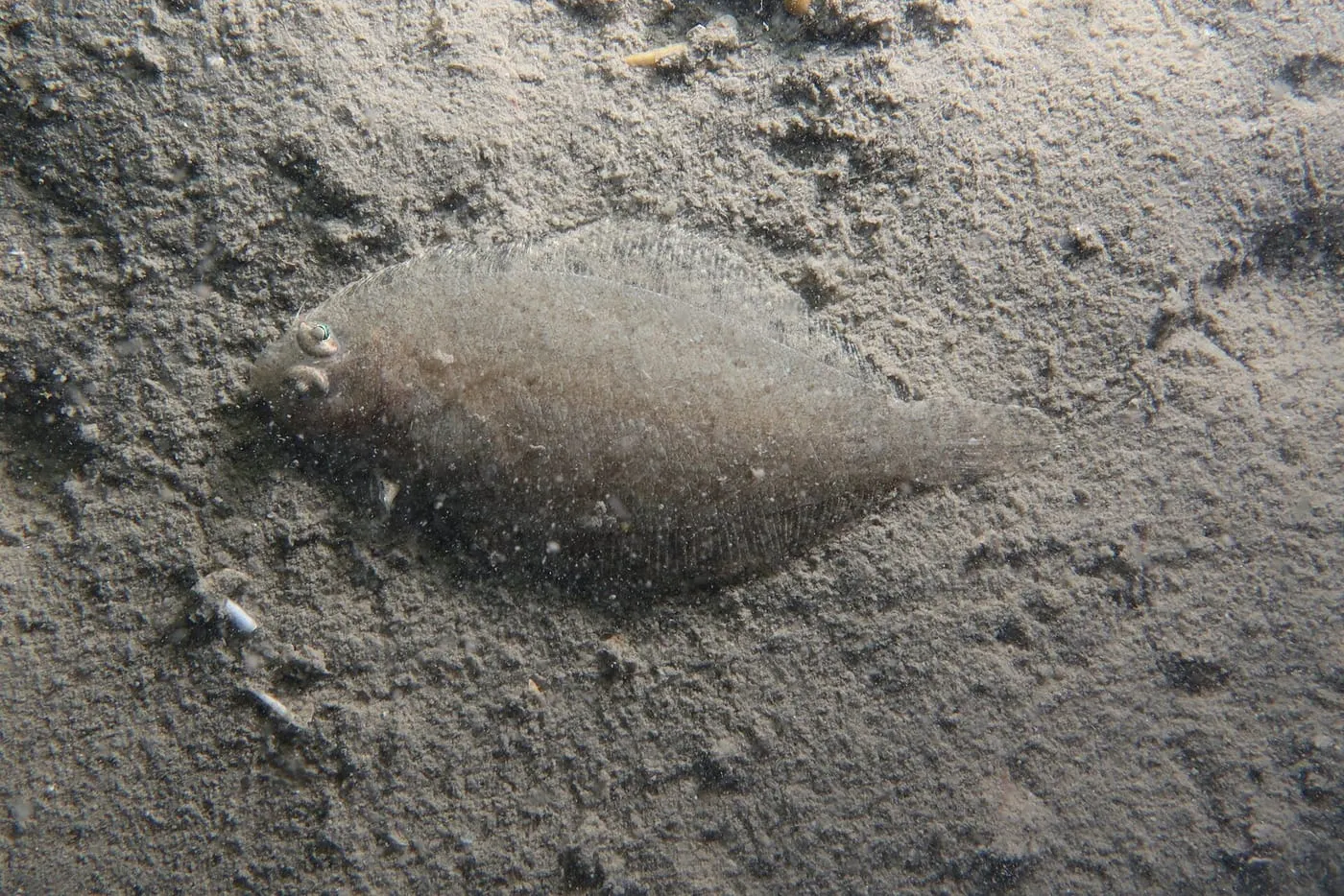 Peluda vera (Arnoglossus laterna)