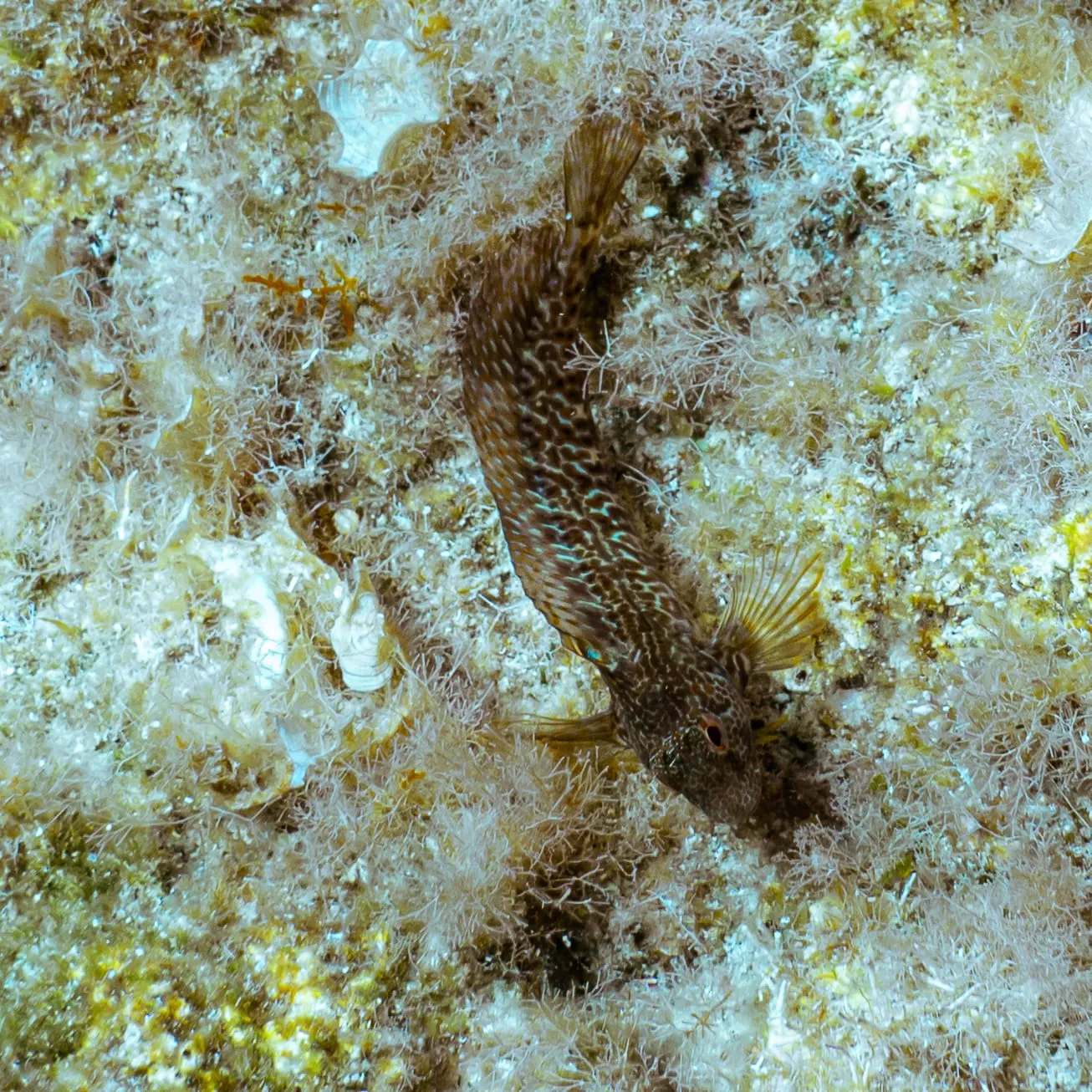 Bavosa crestada (Scartella cristata)