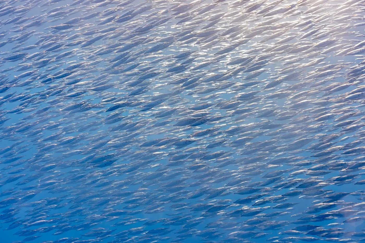 Flauteret (Macroramphosus scolopax)