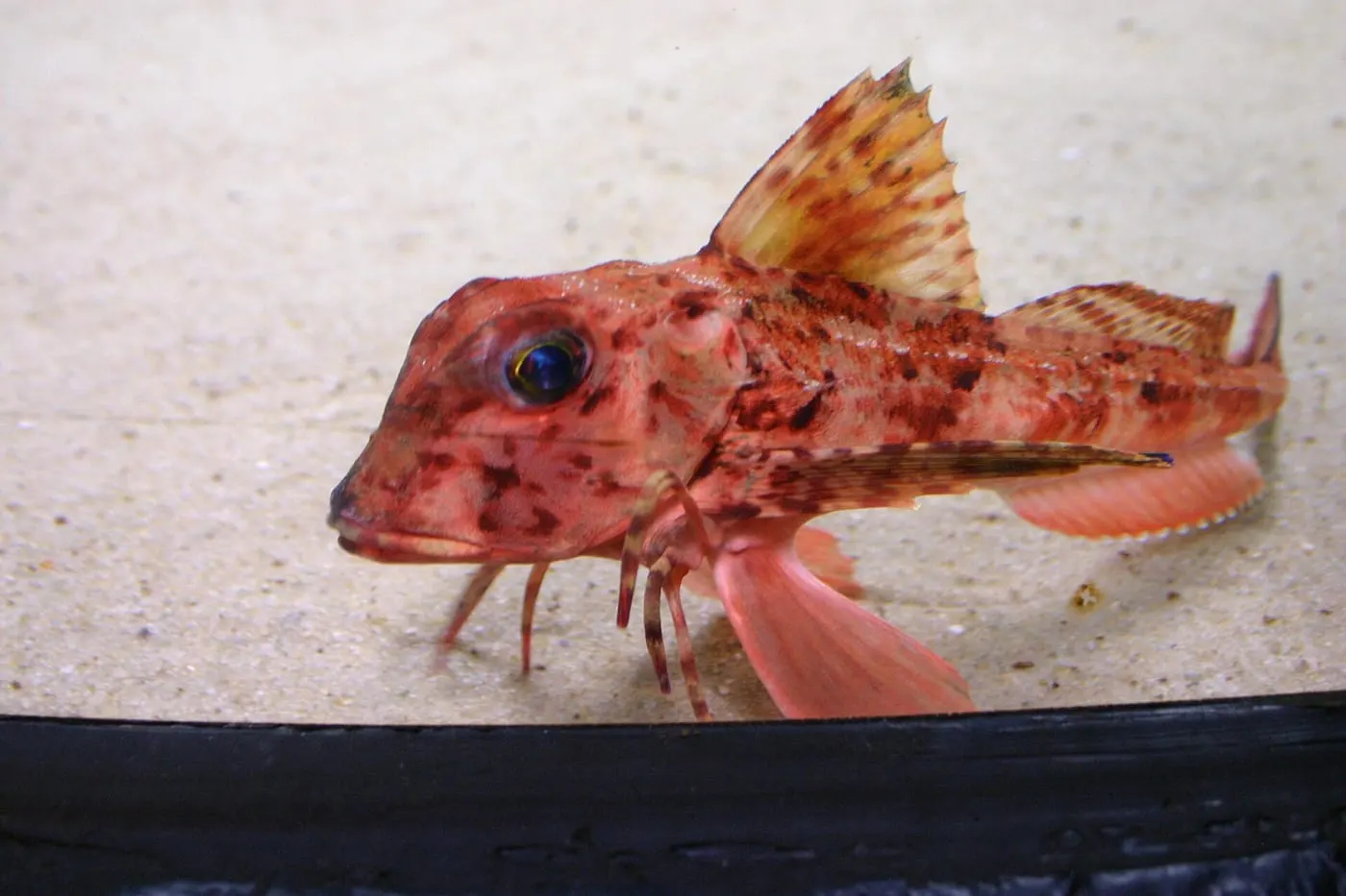 Lluerna roja (Chelidonichthys cuculus)