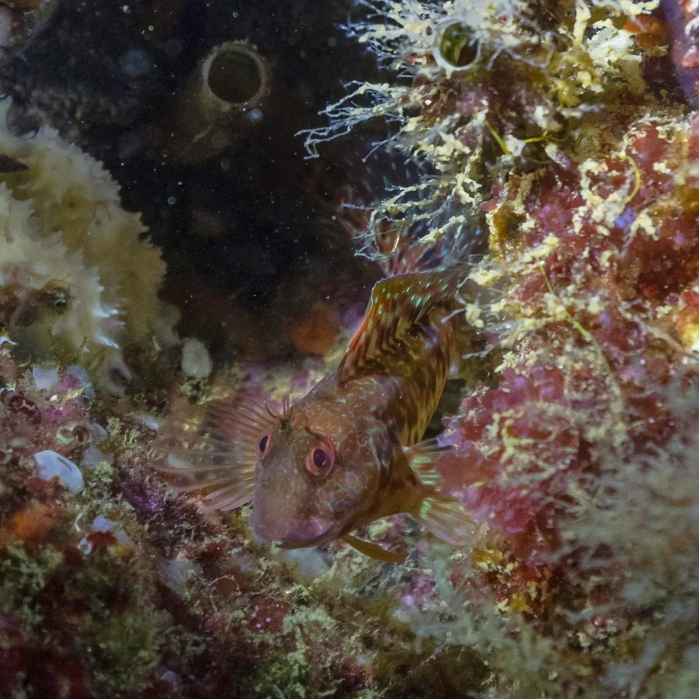 Banyut (Parablennius tentacularis)
