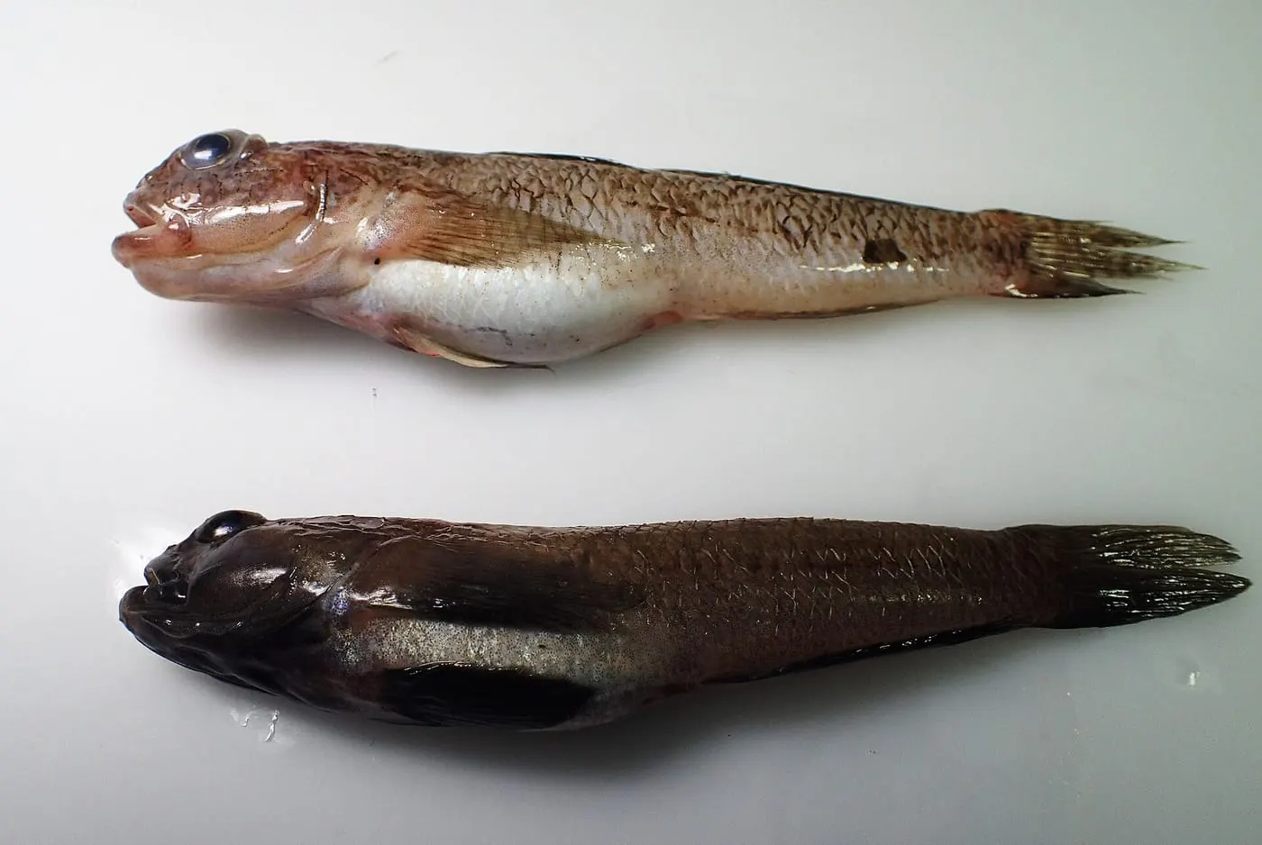 Cabot de fang (Gobius niger)