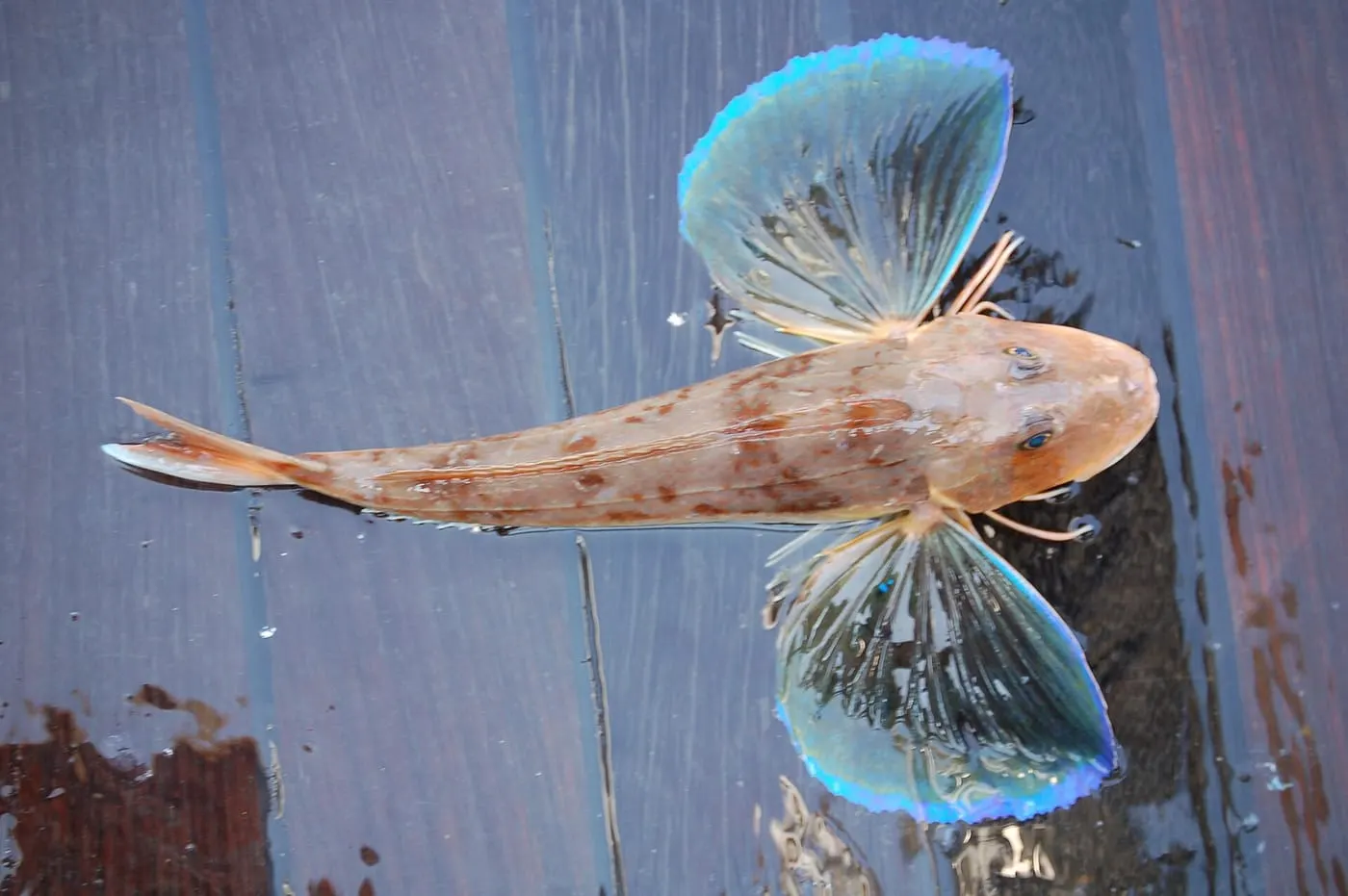 Lluerna rossa (Chelidonichthys lucerna)
