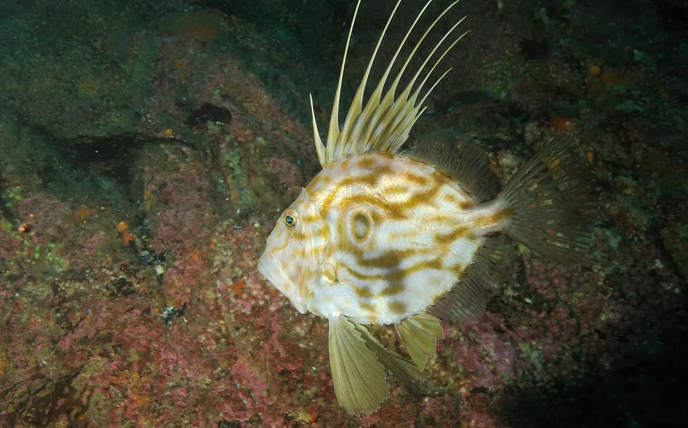 Gall (Zeus faber)