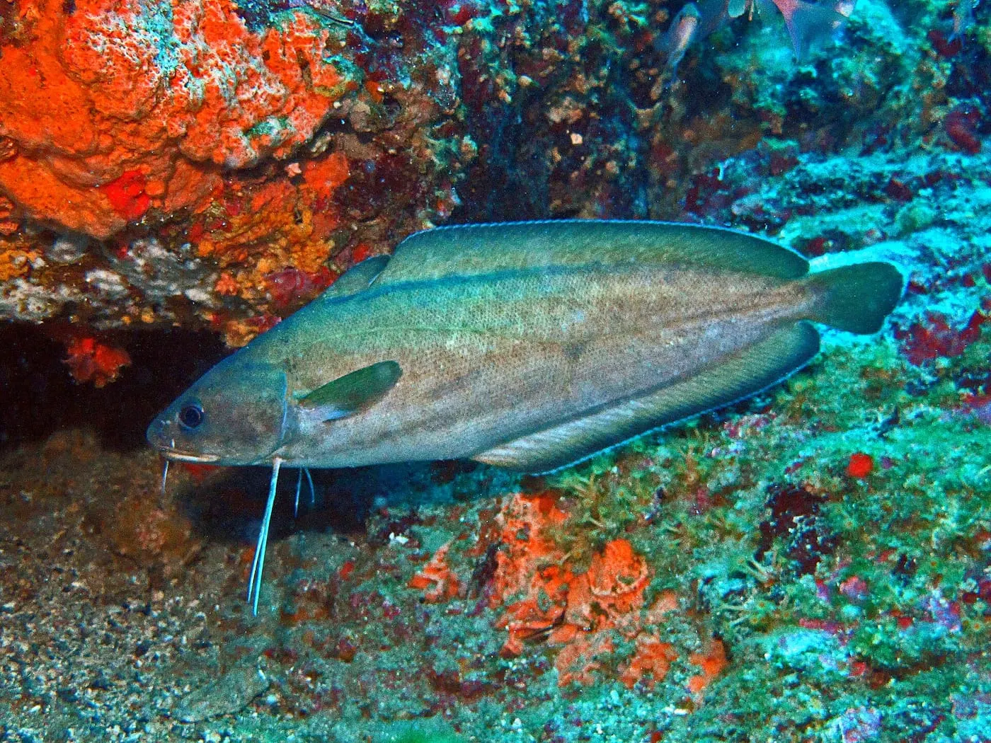 Mòllera roquera (Phycis phycis)