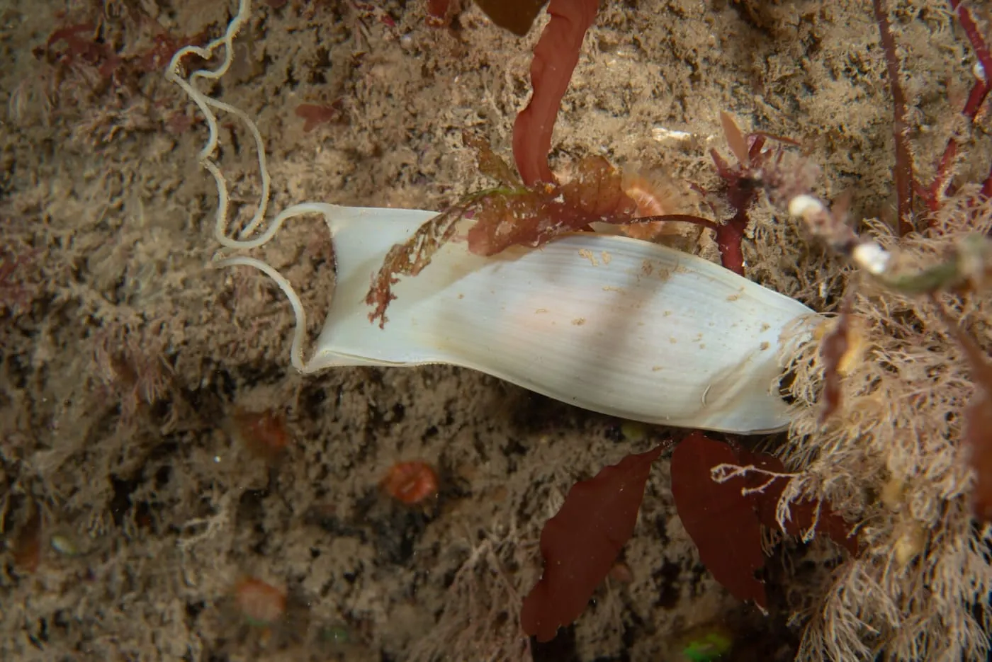 Espursim (Scyliorhinus stellaris)