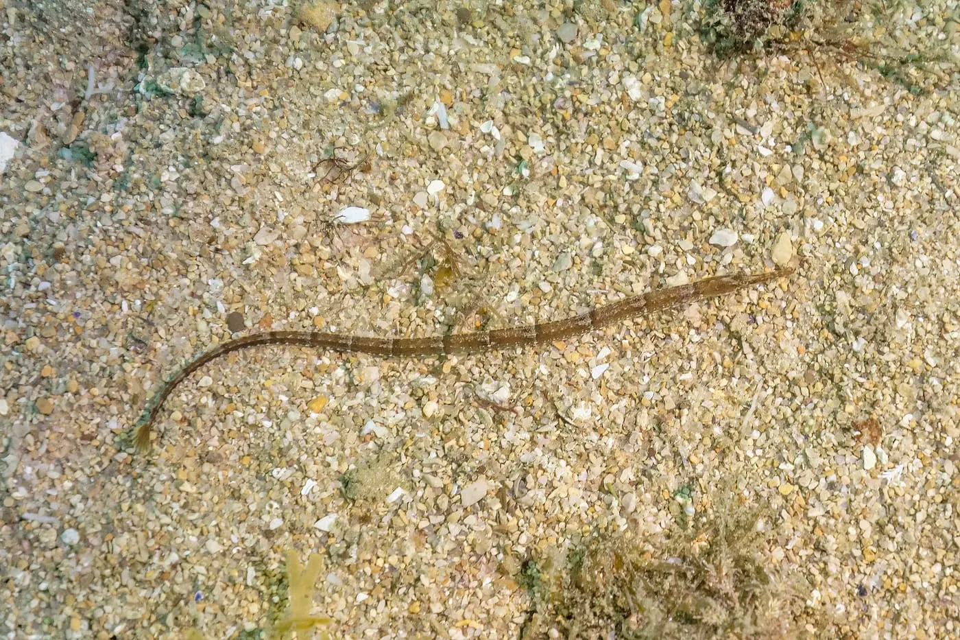 Agulleta de mar (Syngnathus acus)