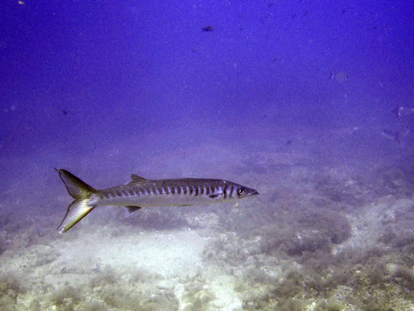 Espet imperial (Sphyraena viridensis)