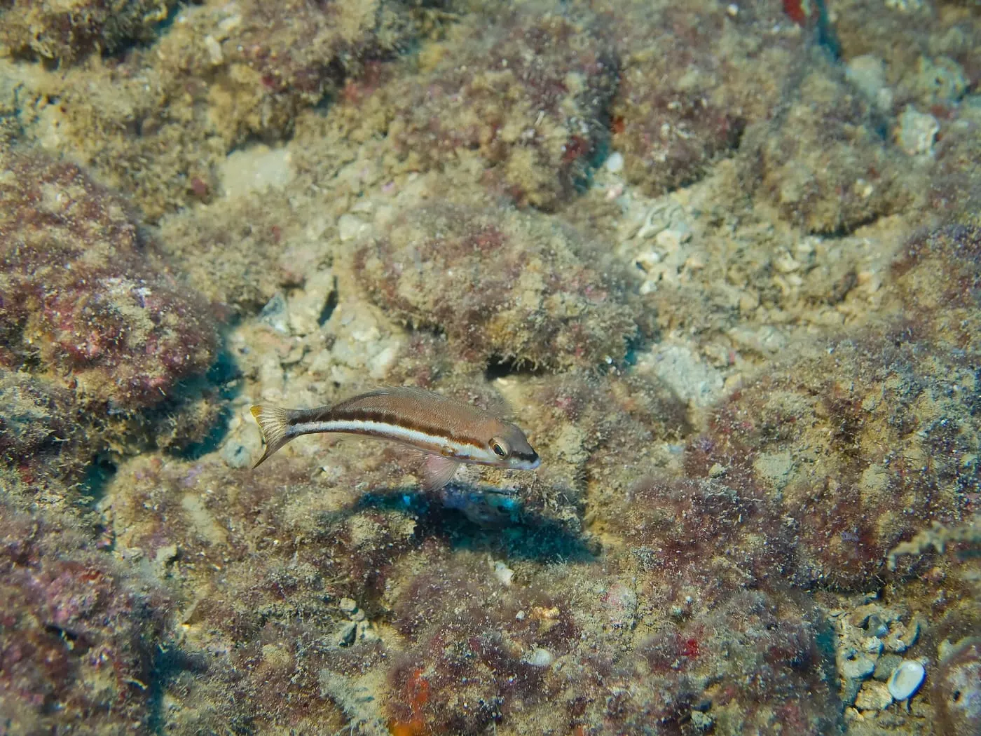 Cabrilla (Serranus cabrilla)