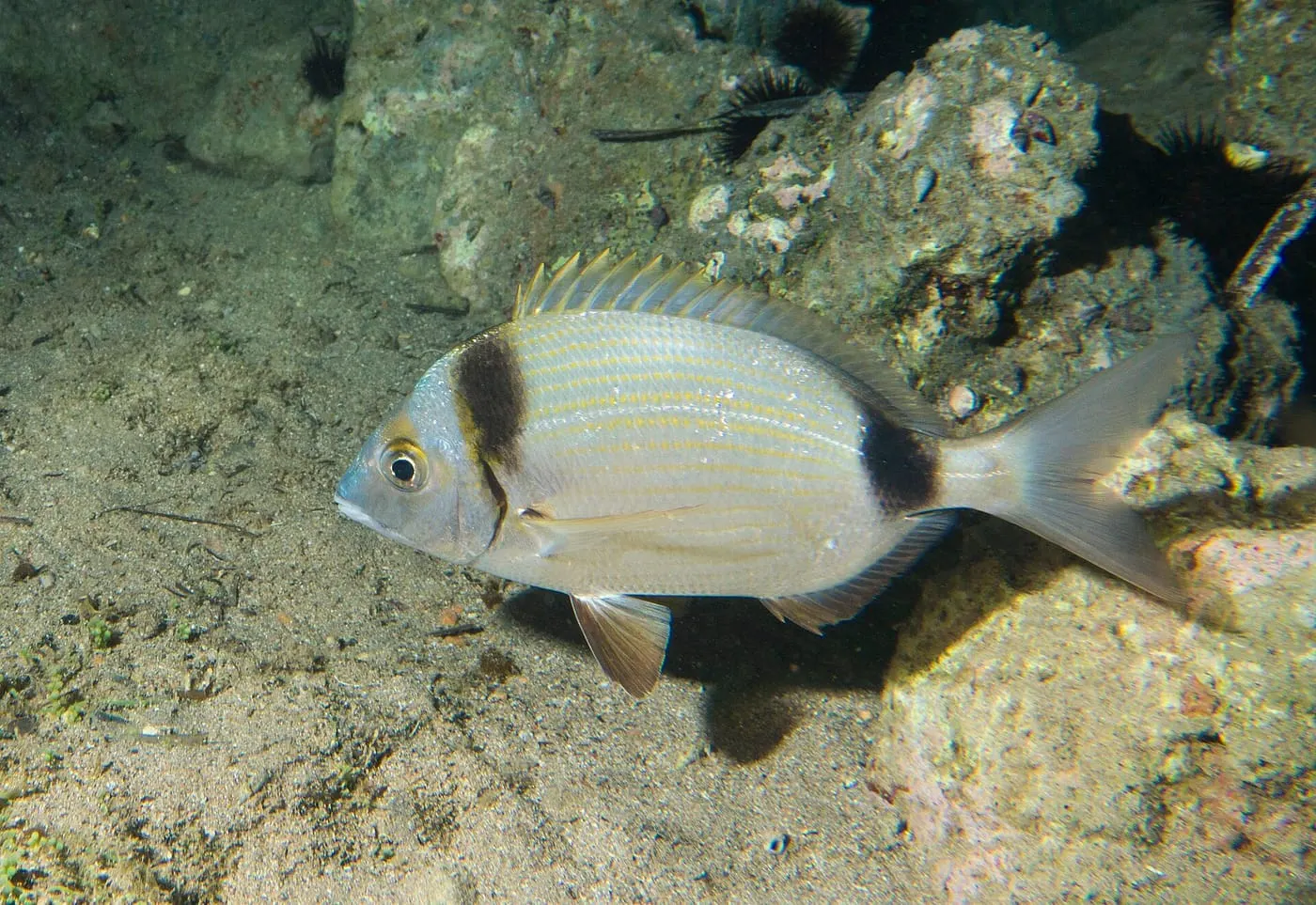Variada (Diplodus vulgaris)
