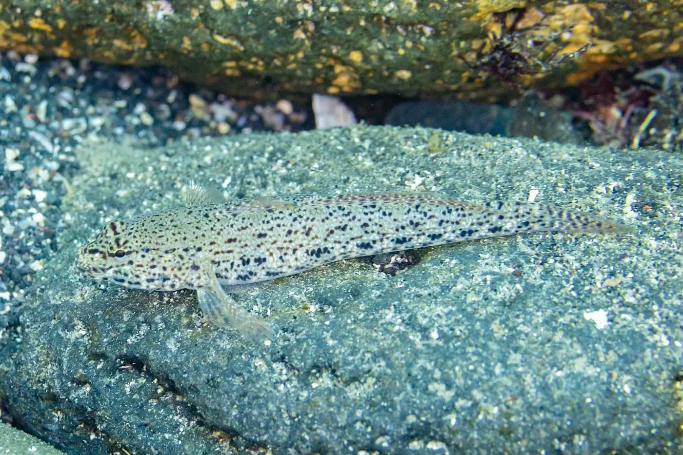 Cabot desconegut (Gobius incognitus)