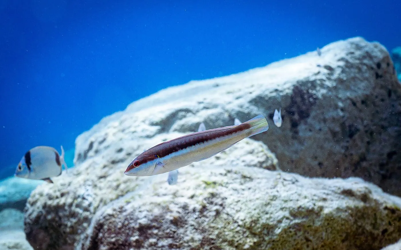 Donzella (Coris julis)