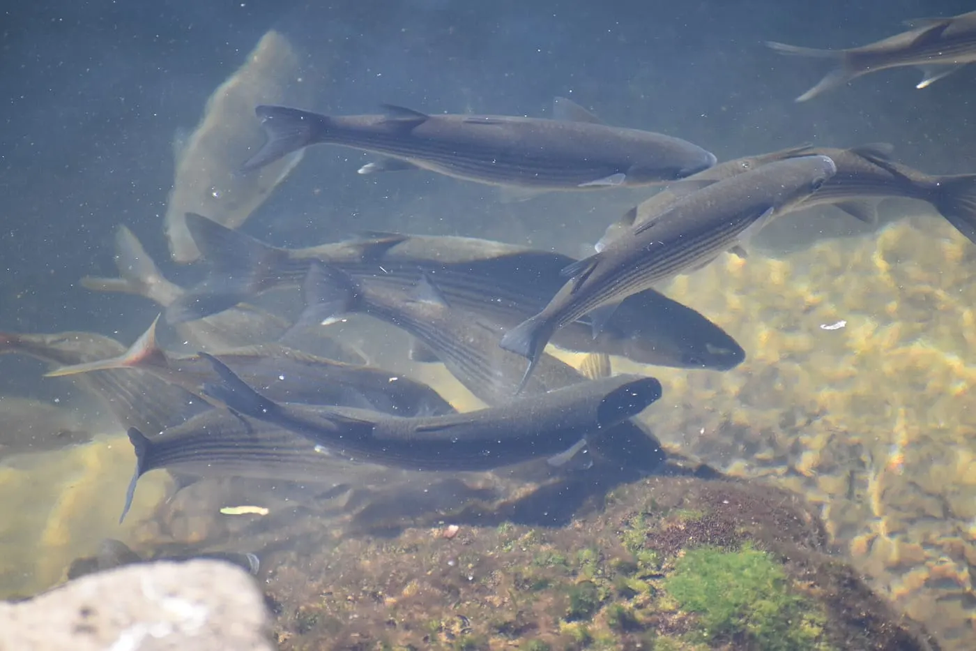 Llissa galtavermella (Chelon auratus)