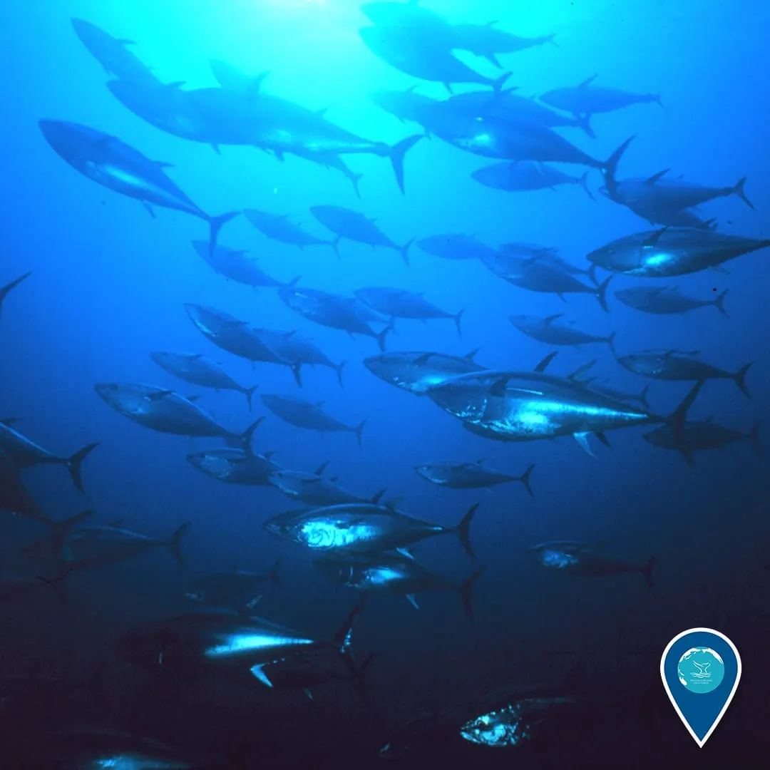 Tonyina (Thunnus thynnus)