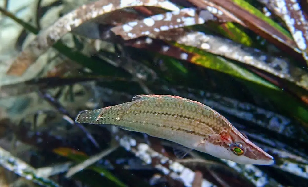 Petarc (Symphodus rostratus)