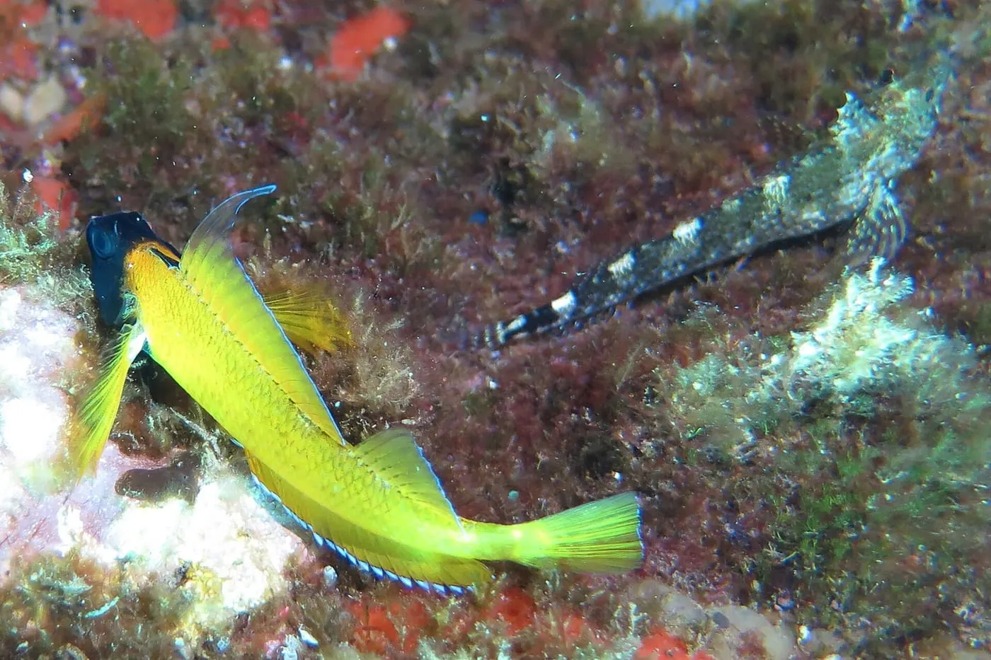 Rabosa groga (Tripterygion delaisi)