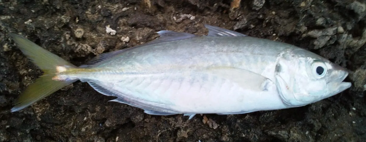 Sorella roncaire (Caranx rhonchus)