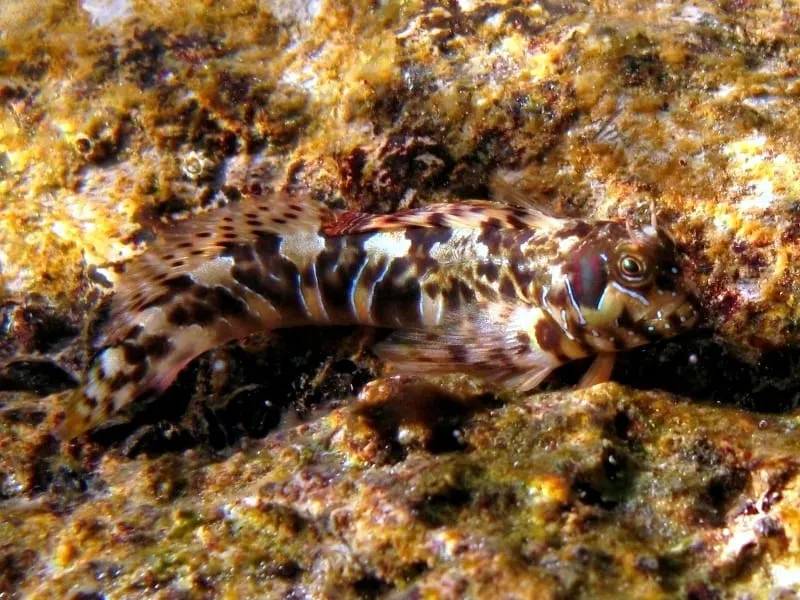 Rabosa de roca (Aidablennius sphynx)