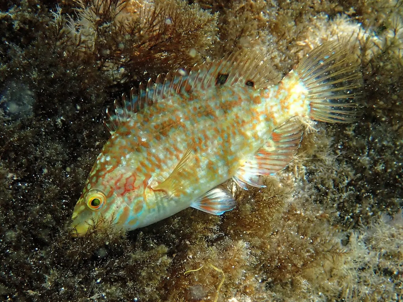 Tord roquer (Symphodus roissali)