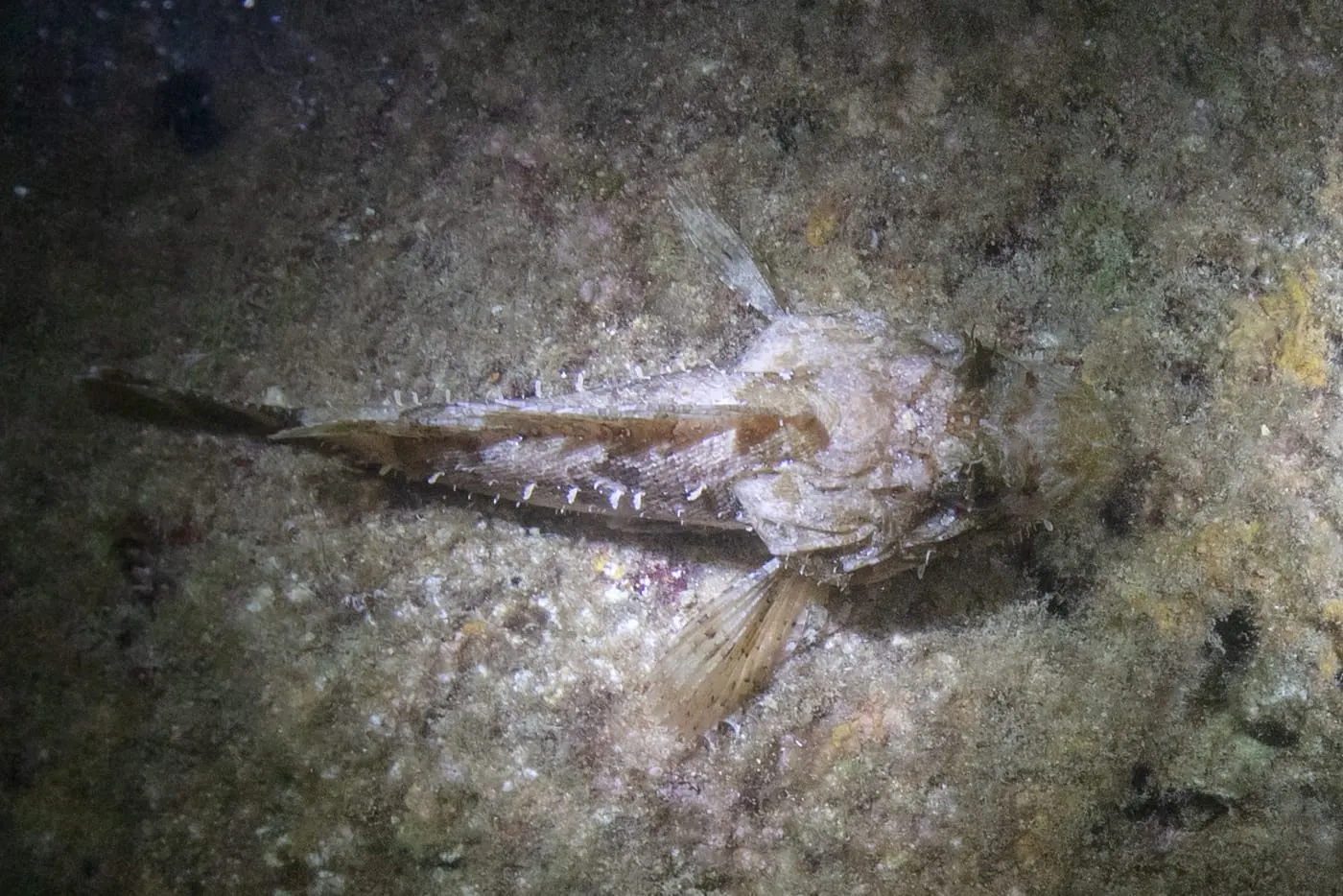 Cap-roig (Scorpaena scrofa)