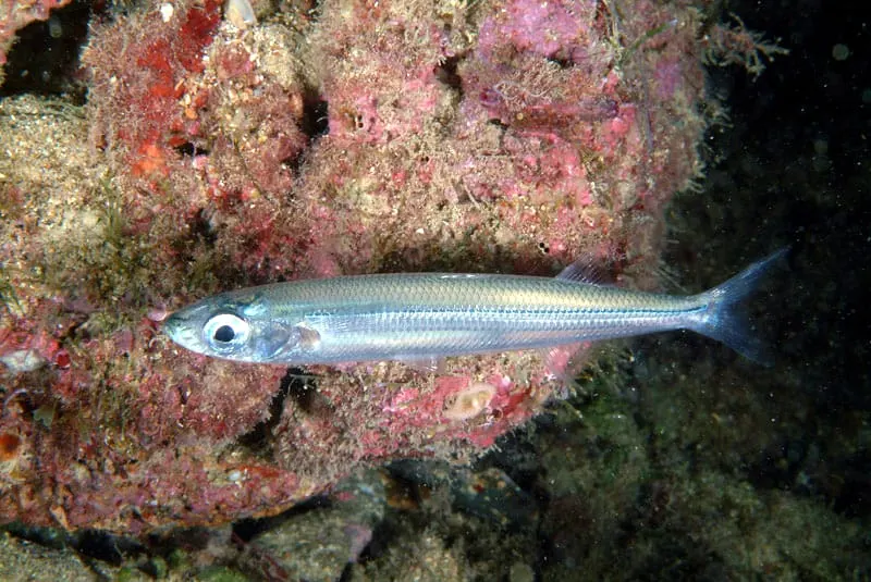 Cabeçuda (Atherina hepsetus)