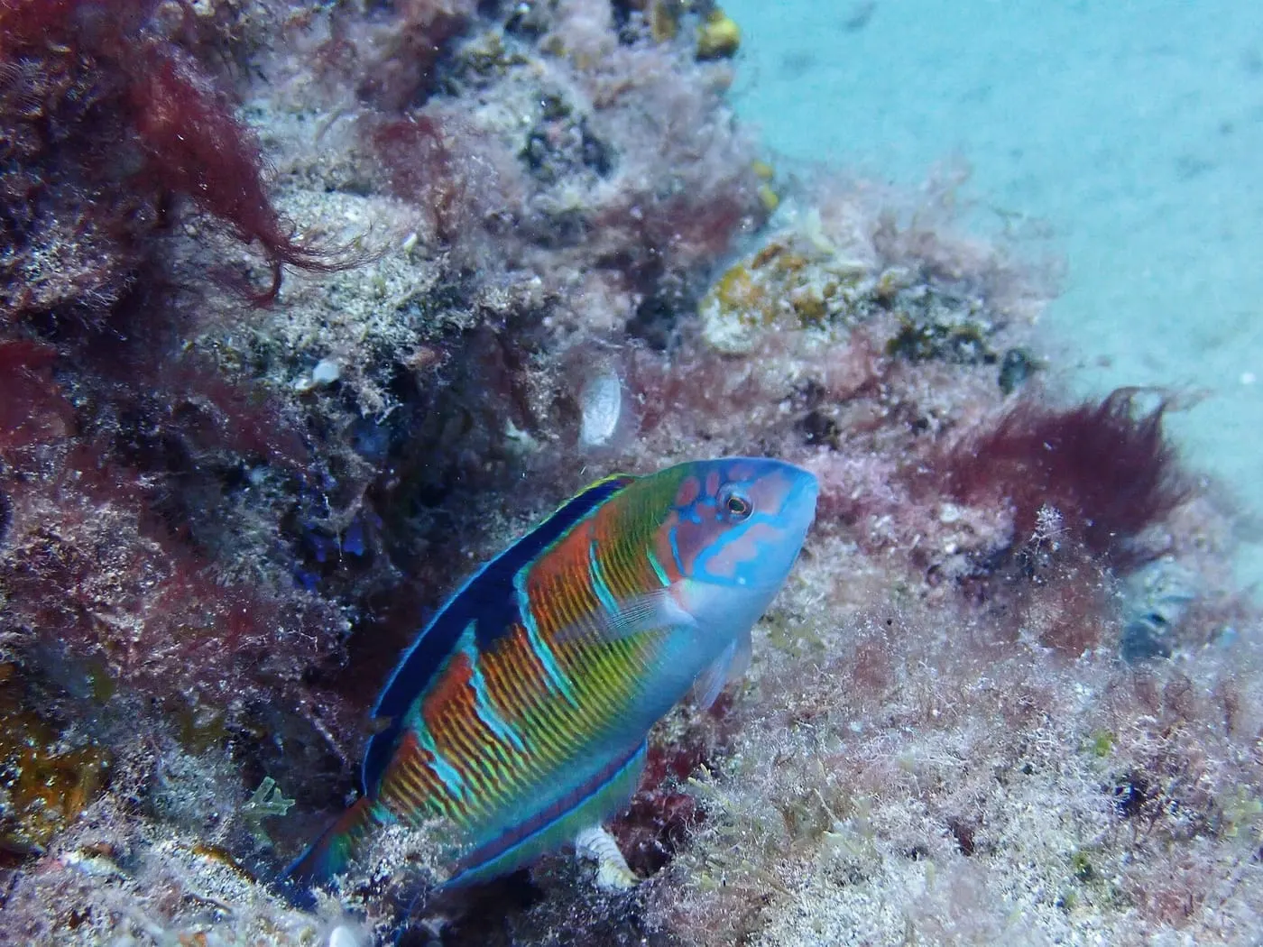 Fadrí (Thalassoma pavo)