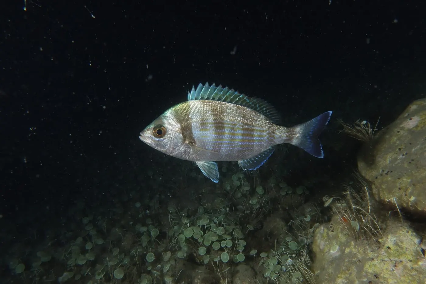 Càntera (Spondyliosoma cantharus)