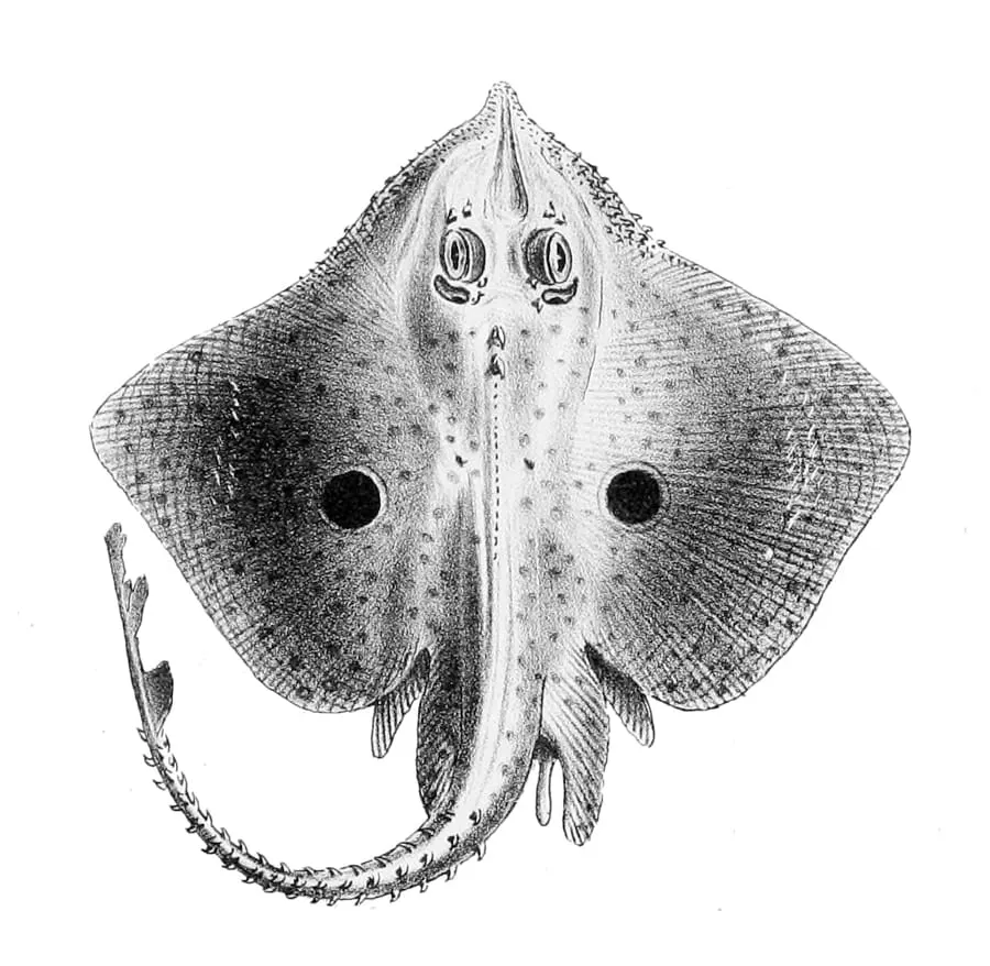 Rajada estrellada (Raja asterias)