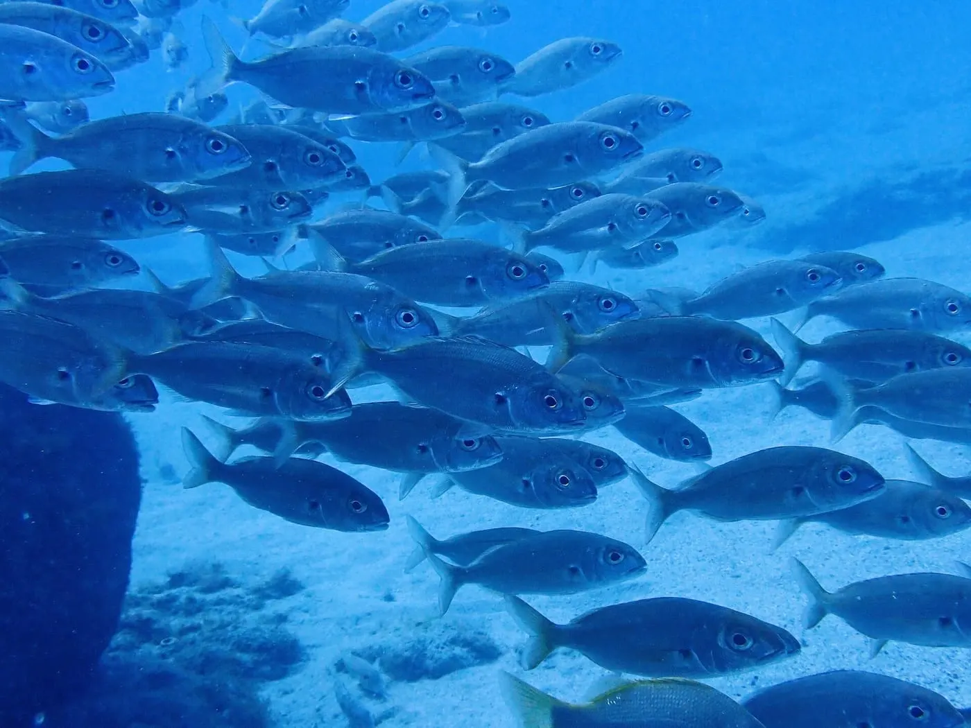Besuc blanc (Pagellus acarne)