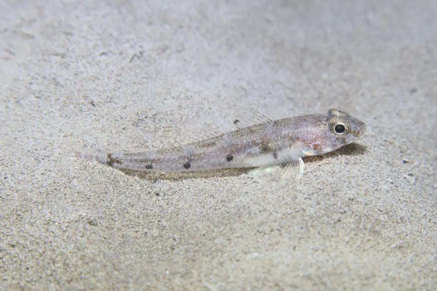 Gobi de quatre taques (Deltentosteus quadrimaculatus)