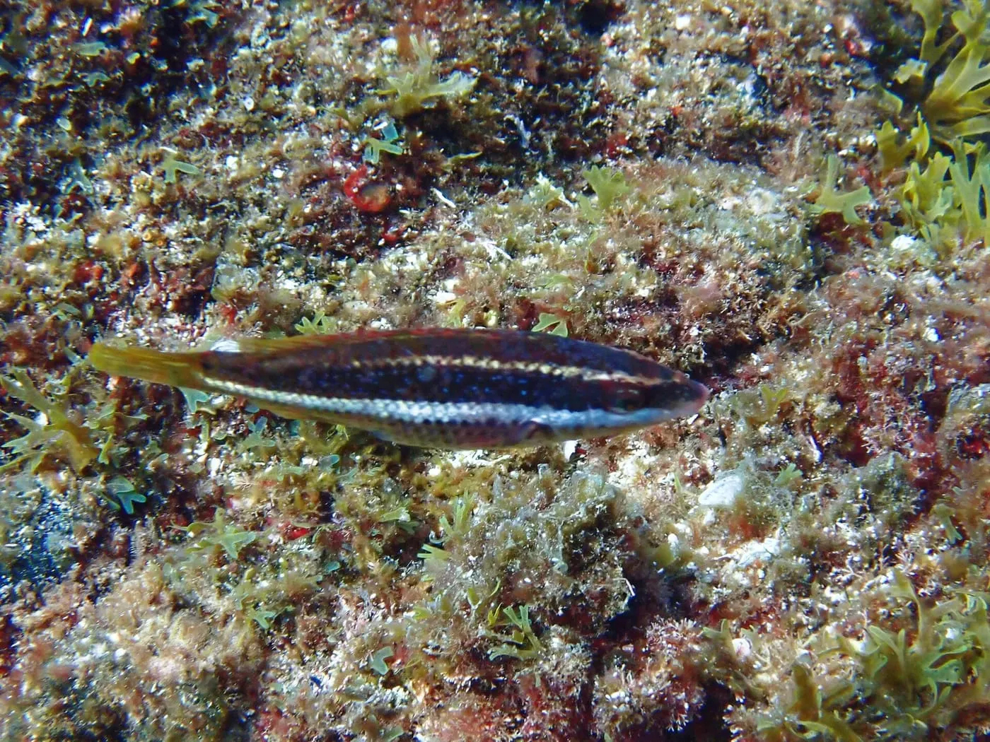 Tord de Doderlein (Symphodus doderleini)