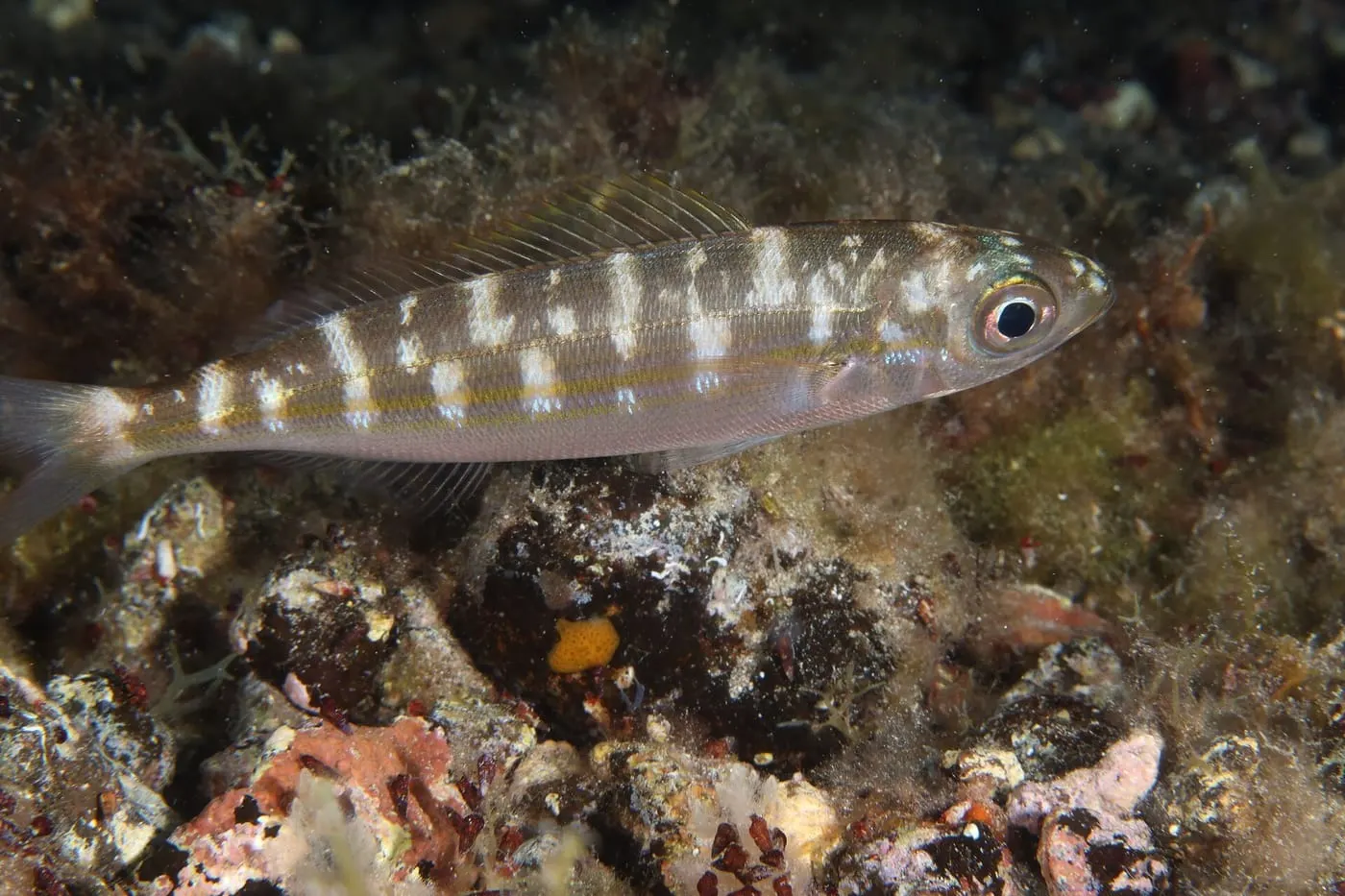 Boga (Boops boops)