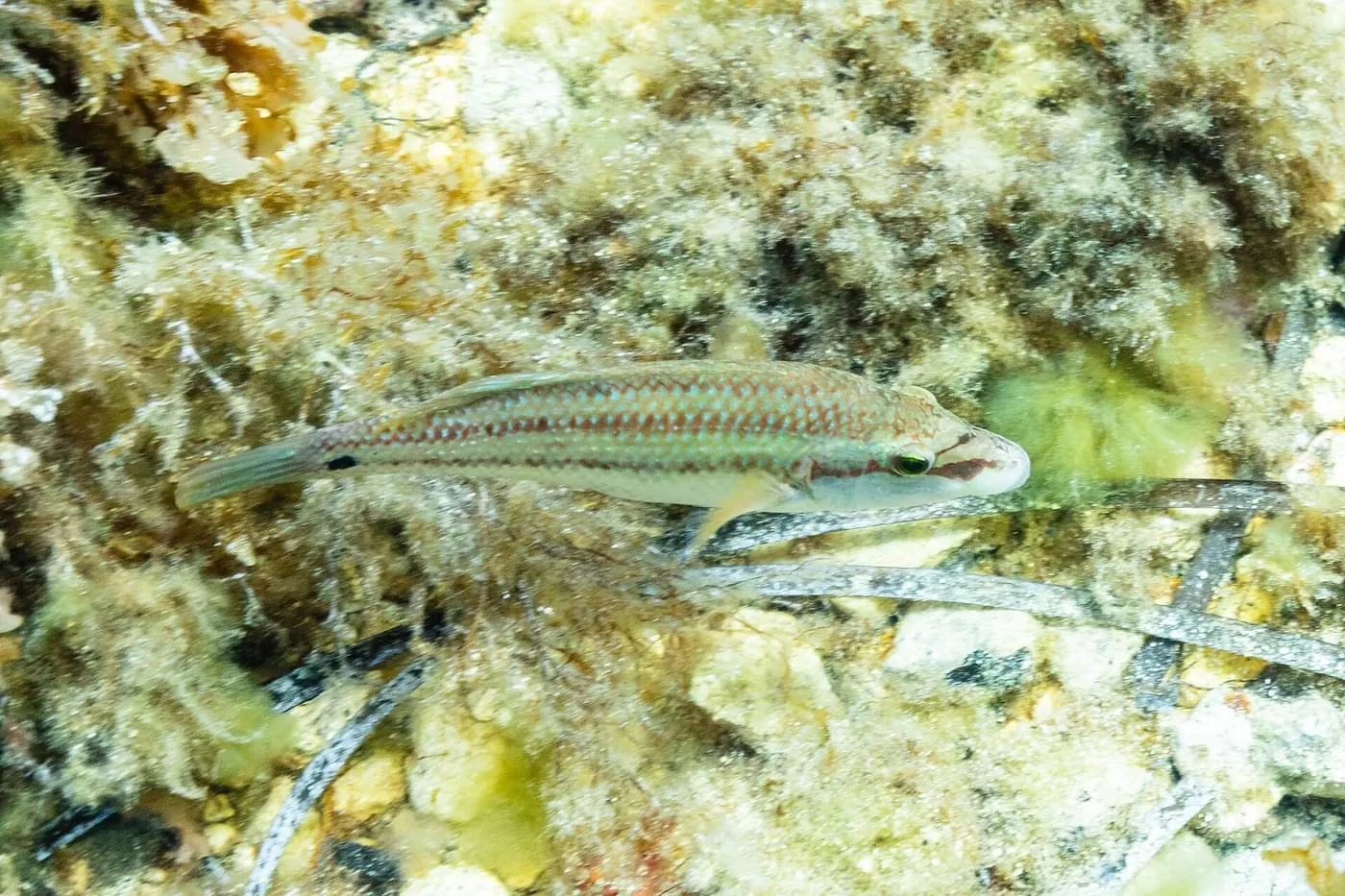 Llavió (Symphodus tinca)