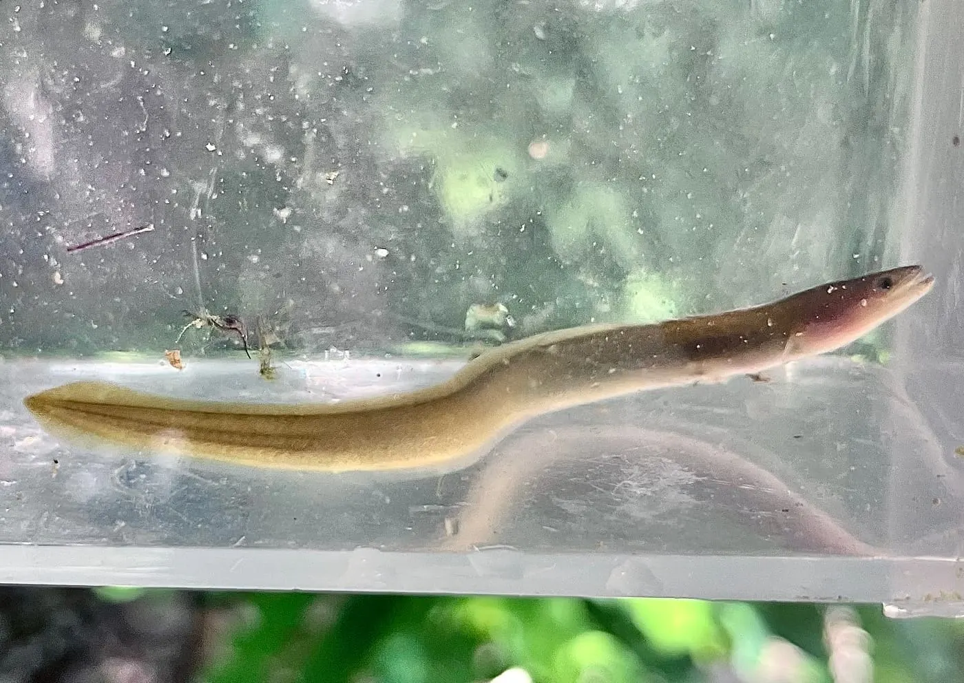 Anguila (Anguilla anguilla)