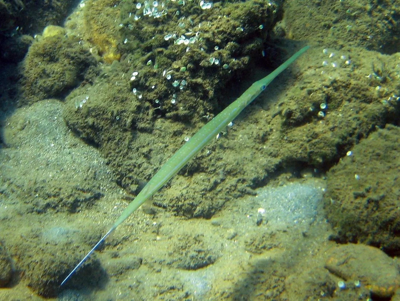Corneta (Fistularia commersonii)