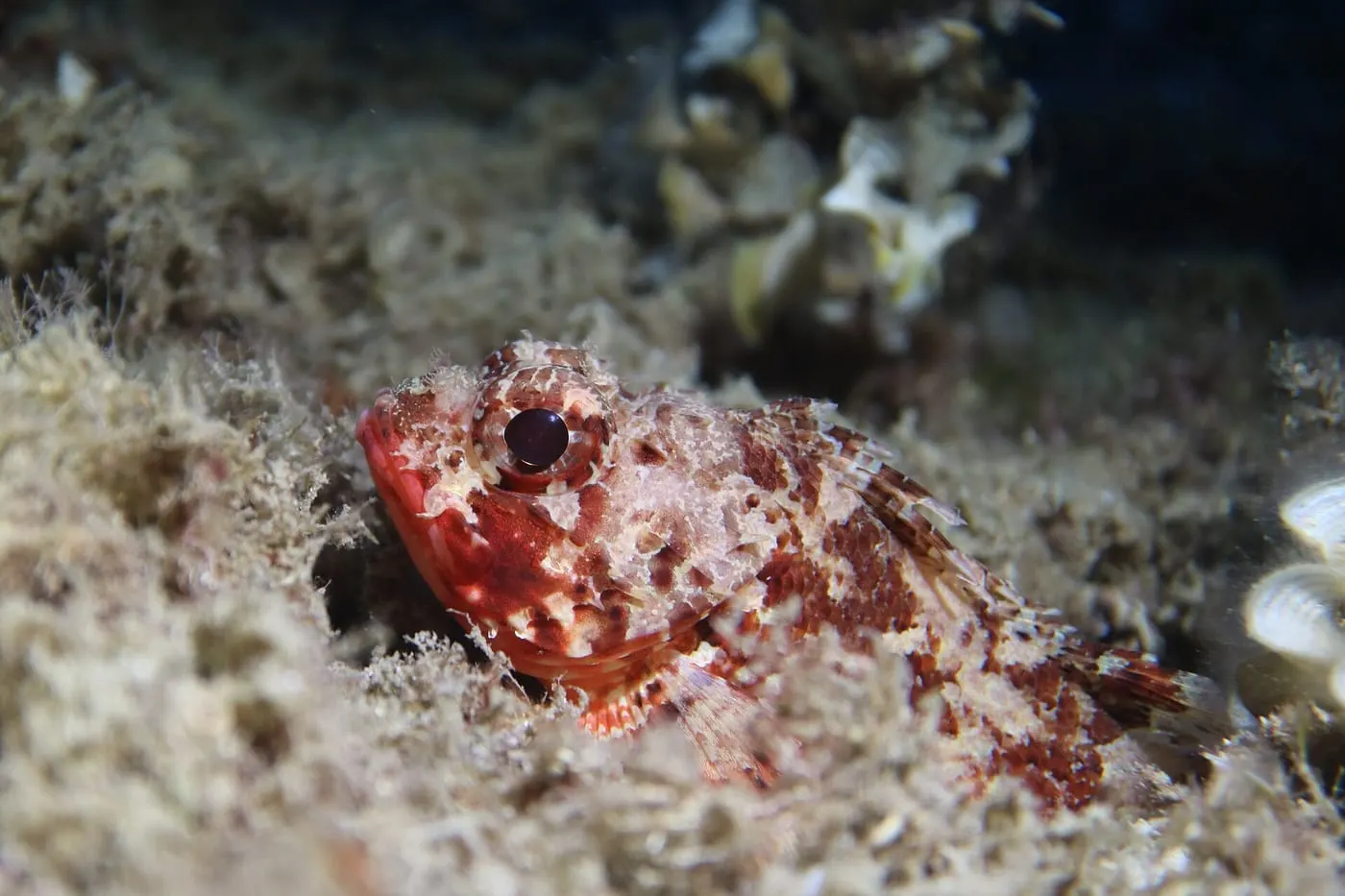 Escórpora vermella (Scorpaena notata)