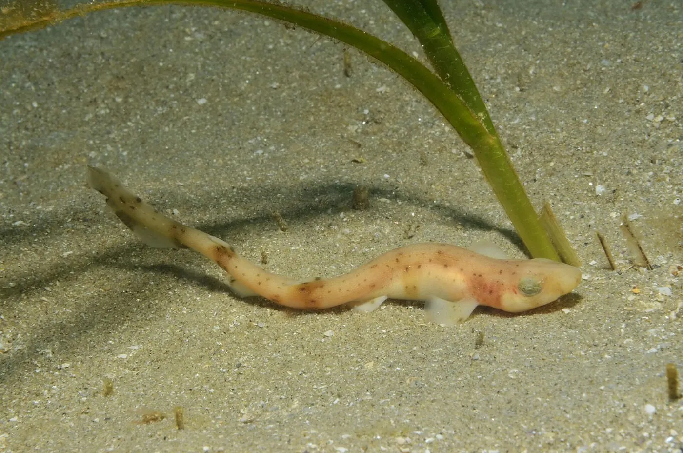 Gatvaire (Scyliorhinus canicula)