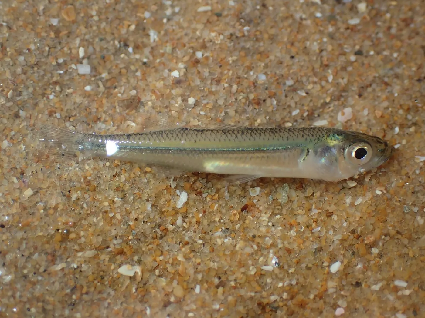 Joell (Atherina boyeri)