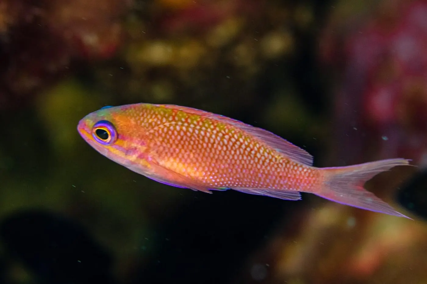 Somera vermella (Anthias anthias)