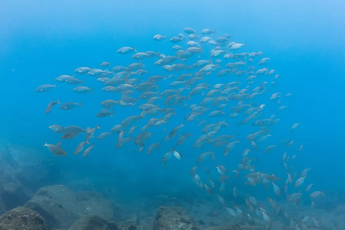 Salpa (Sarpa salpa)
