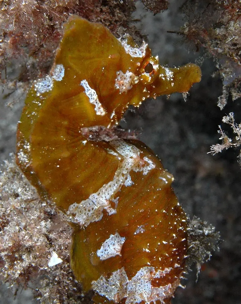 Cavallet de morro curt (Hippocampus hippocampus)